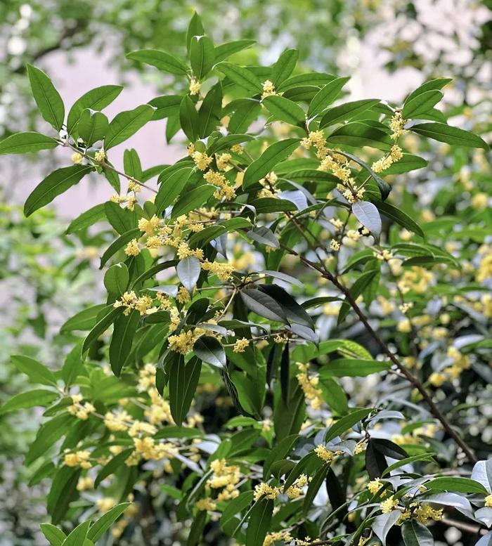 新一轮降雨今晚开启！未来3天暴雨大暴雨，四川这些地方注意