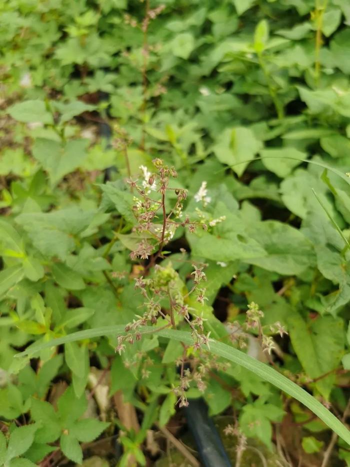 新一轮降雨今晚开启！未来3天暴雨大暴雨，四川这些地方注意