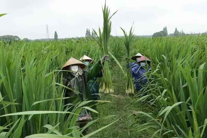 2023上海练塘茭白节暨古镇文化旅游节开幕 同步发布精品旅游线路