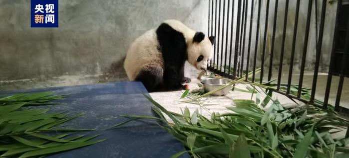 腹腔大量积液、疑似有肝脏损伤……野生大熊猫进村被救→