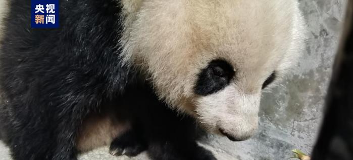 腹腔大量积液、疑似有肝脏损伤……野生大熊猫进村被救→