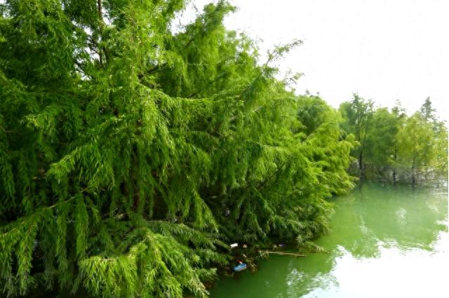 科研团队的执着坚守：中山杉在万州长江两岸从“树”到“林”｜川流中国·上游行