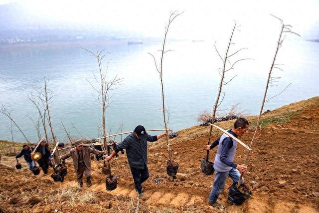 科研团队的执着坚守：中山杉在万州长江两岸从“树”到“林”｜川流中国·上游行