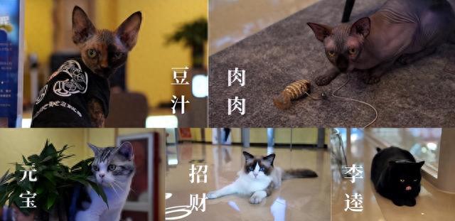 电信营业厅可以撸猫啦 北京电信营业厅“聘请”萌宠营业员