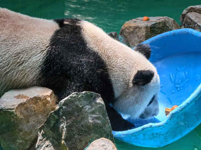 浦东将建中国大熊猫保护研究中心上海基地，位于上海野生动物园西北角