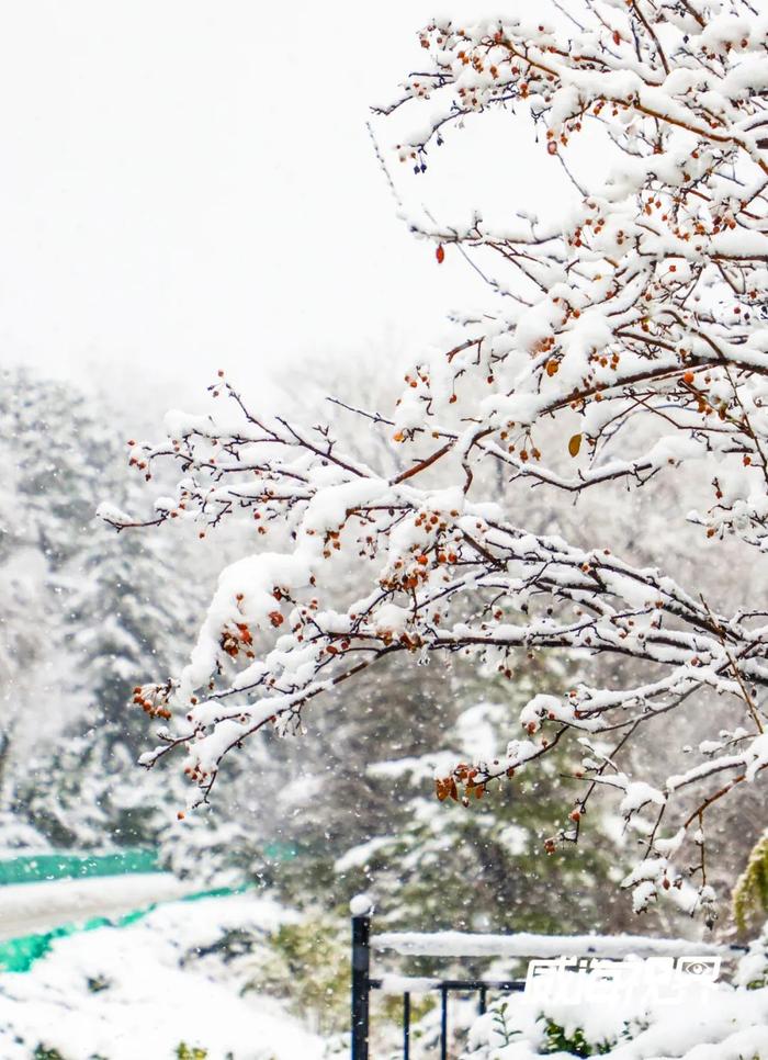 北京下雪啦！威海的雪还会远吗？