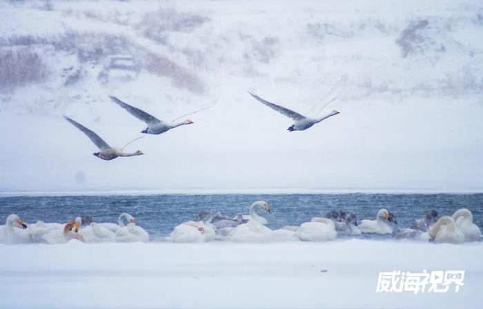 北京下雪啦！威海的雪还会远吗？