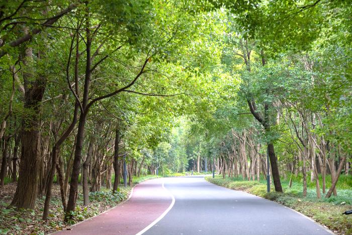 【探索】三条Cityride路线，骑行的路上沉浸式欣赏秋天的上海