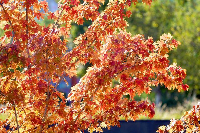 秋天的脚步越来越近，北京西单文化广场的树叶逐渐显出五彩斑斓的色彩。本报记者王海欣摄