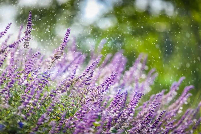 【探索】秋日的墨西哥鼠尾草开出浪漫紫色花海，这些公园可打卡→