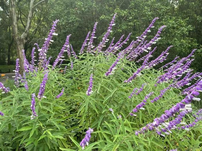 【探索】秋日的墨西哥鼠尾草开出浪漫紫色花海，这些公园可打卡→