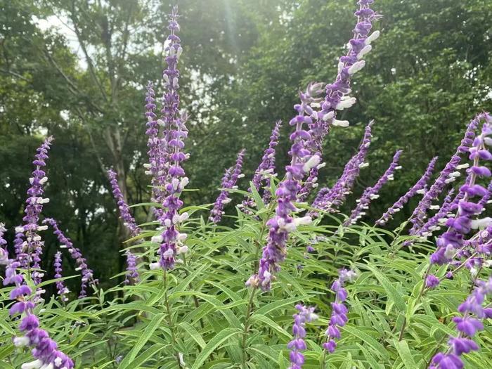 【探索】秋日的墨西哥鼠尾草开出浪漫紫色花海，这些公园可打卡→