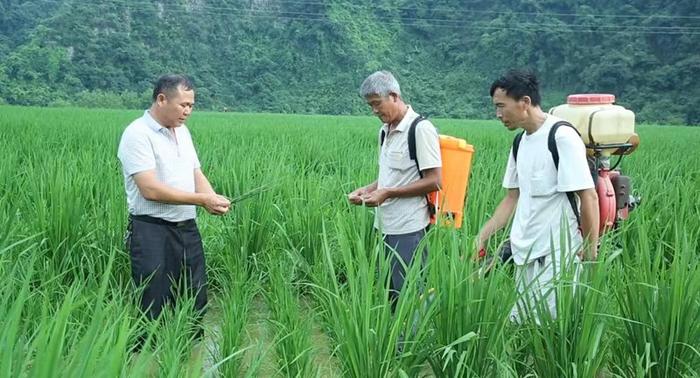 跨山越海的“金种子”情