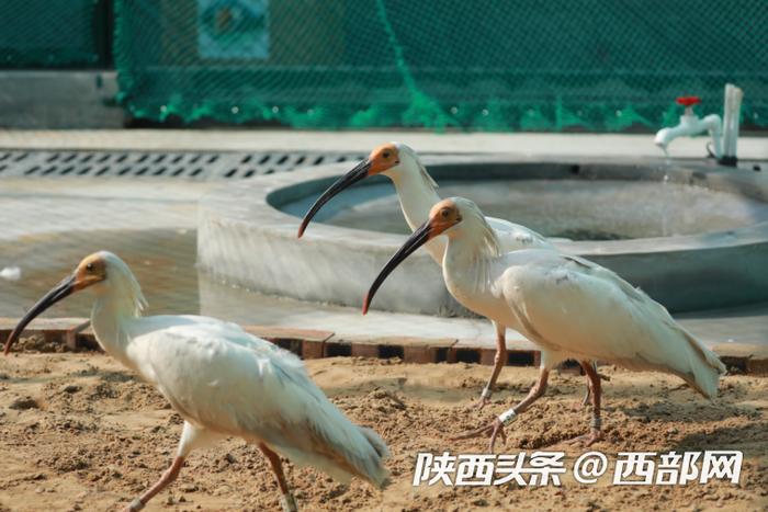 鹮翔回归北上！40只朱鹮在延安南泥湾和榆林横山“安家”