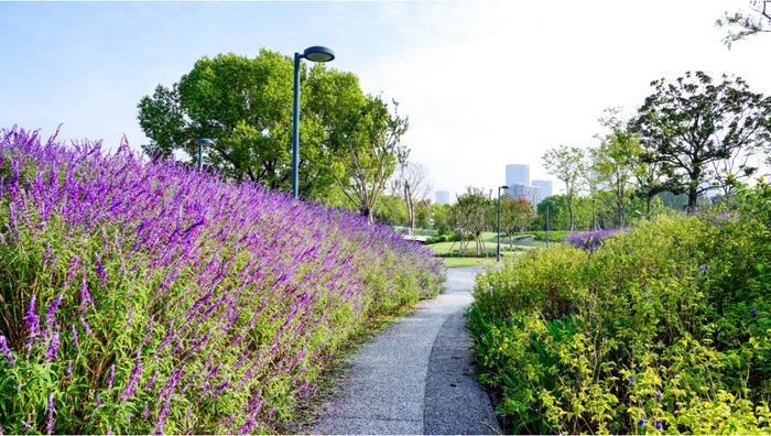 【探索】秋日的墨西哥鼠尾草开出浪漫紫色花海，这些公园可打卡→