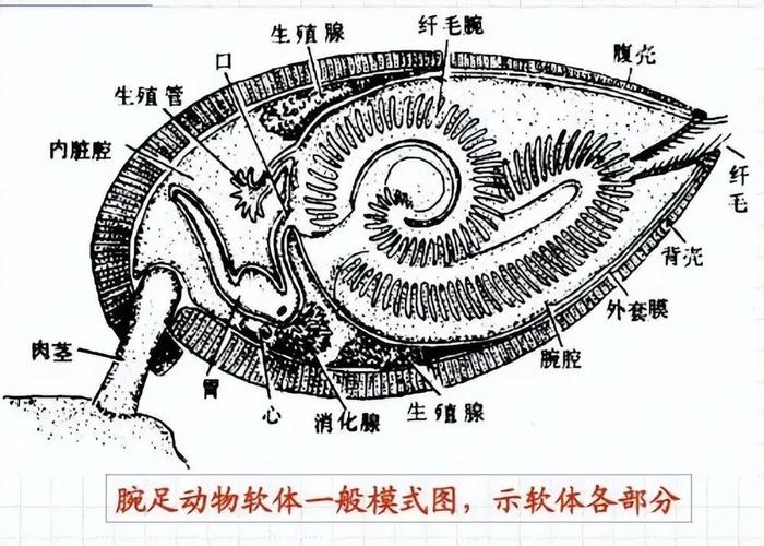 最凡尔赛机场，厕所铺满化石！要拆下来保护吗？