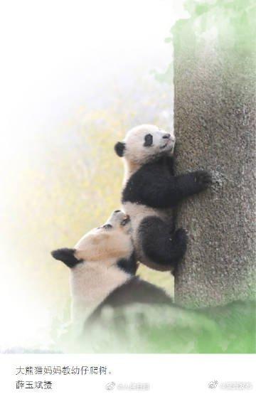 大熊猫野化放归要上哪些培训课