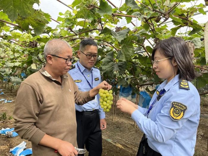 “阳光玫瑰”葡萄打了甜蜜素？真相来了