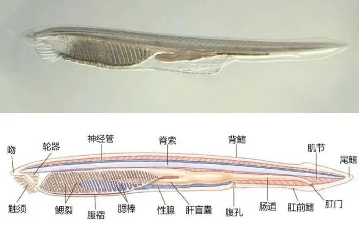 最凡尔赛机场，厕所铺满化石！要拆下来保护吗？