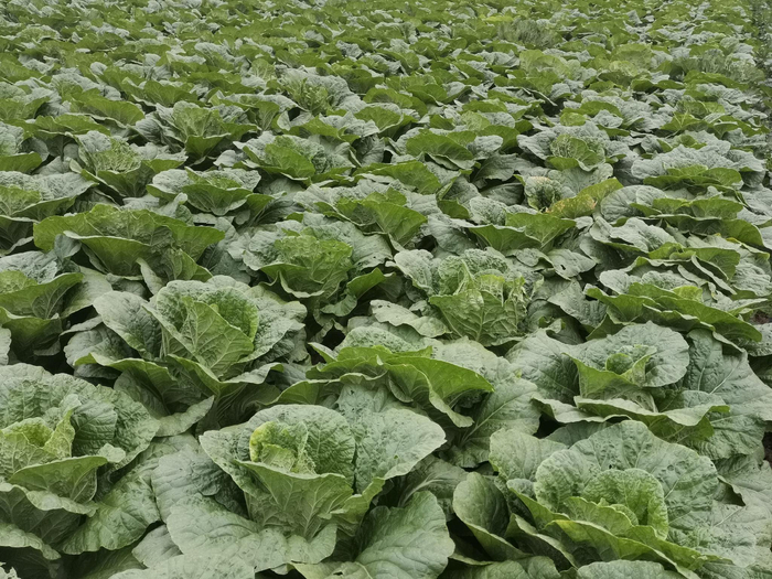 几月份种白菜产量最大 w700d1q75cms.jpg?by=cms_fixed_width