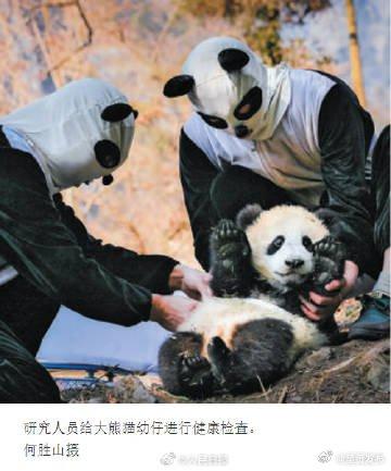 大熊猫野化放归要上哪些培训课