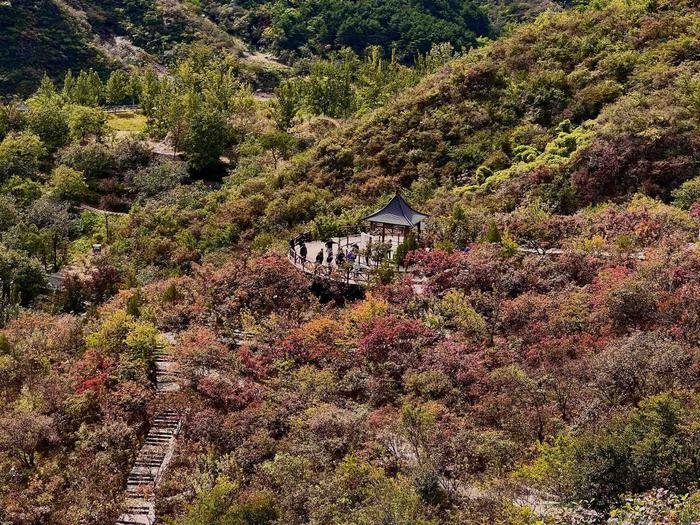 坡峰岭红叶进入观赏期，房山周口店镇推出汉服游园等十项赏秋活动