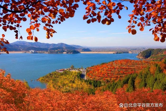 在北京最美的季节，平谷区金海湖镇迎来了红叶最佳观赏期～