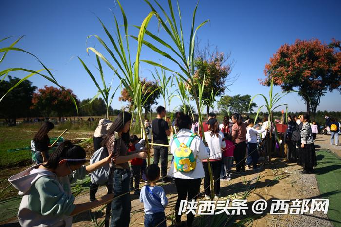 挖红薯、拔甘蔗！市民游客未央宫采摘体验感受丰收喜悦