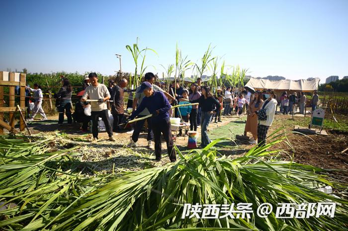 挖红薯、拔甘蔗！市民游客未央宫采摘体验感受丰收喜悦