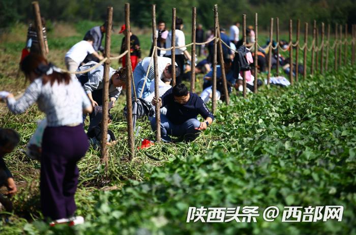 挖红薯、拔甘蔗！市民游客未央宫采摘体验感受丰收喜悦