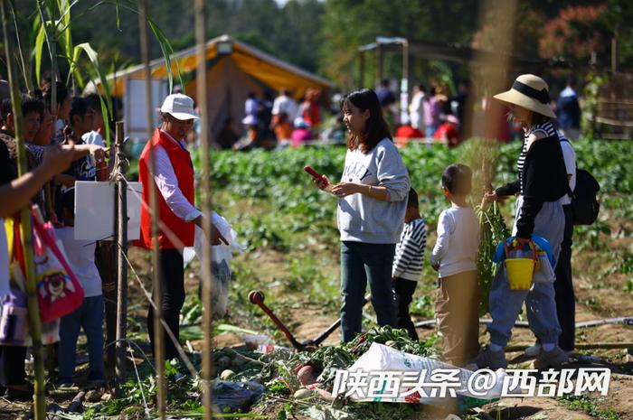 挖红薯、拔甘蔗！市民游客未央宫采摘体验感受丰收喜悦