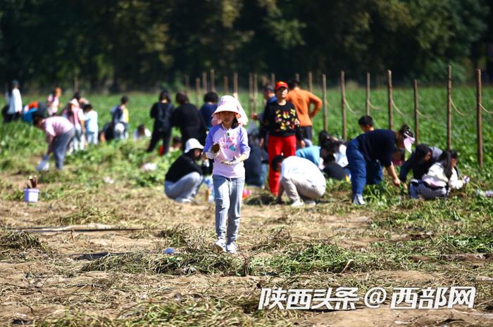 挖红薯、拔甘蔗！市民游客未央宫采摘体验感受丰收喜悦