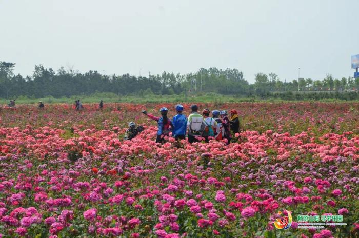 以花为伴，守着入海口，这个村曾经叫“浪浪”