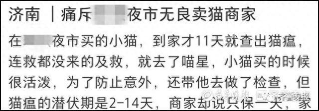 夜市买回小猫，才四天就去了“喵星”！记者暗访济南“星期猫狗”市场