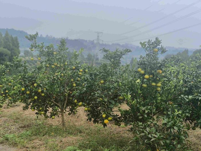 高质量发展调研行四川丨占据全国“半壁江山” 走进面积最大、产量最高血橙产业基地