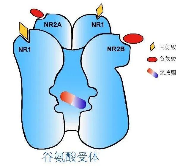 五年磨一剑！胡海岚团队揭示明星抗抑郁药的作用机制