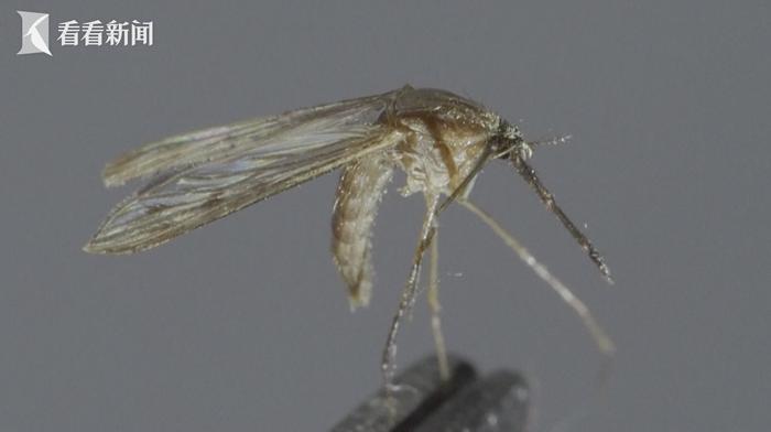 专家警告未来蚊虫或全年无休 图1