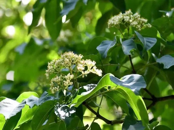 【探索】“遥知兄弟登高处，遍插茱萸少一人”——“茱萸”是哪种植物？