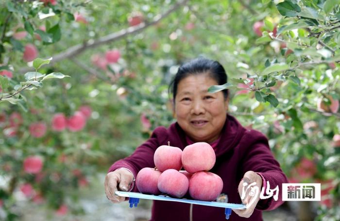 张家口涿鹿：桑干河畔果飘香