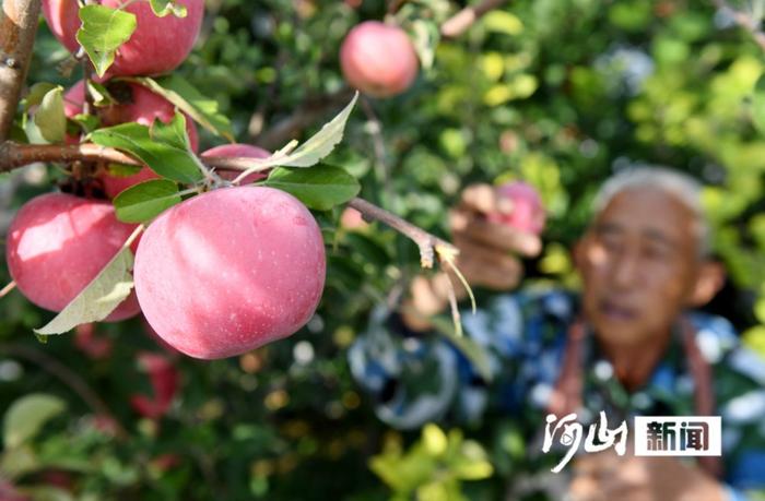 张家口涿鹿：桑干河畔果飘香