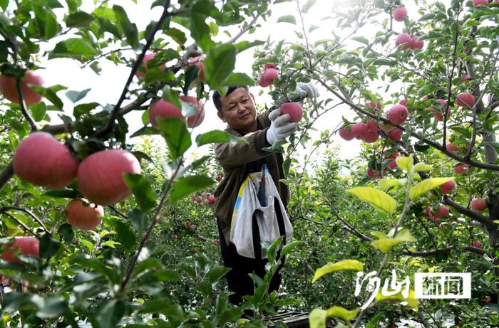 张家口涿鹿：桑干河畔果飘香