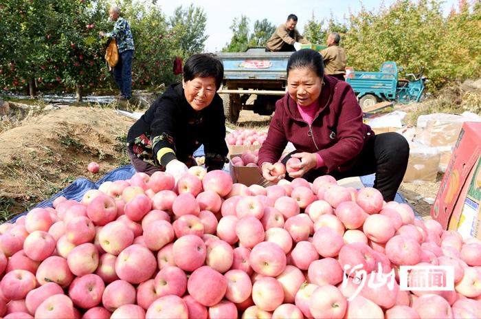 张家口涿鹿：桑干河畔果飘香