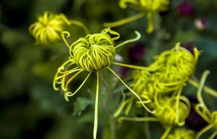 晚秋时节寒霜降 独有菊姿胜春光（组图）