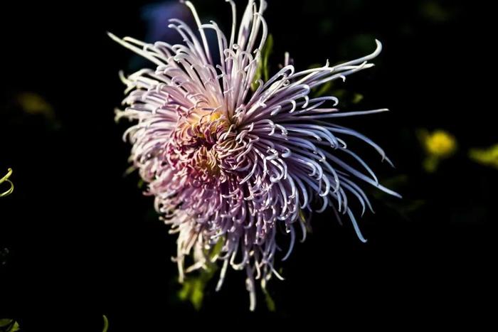 晚秋时节寒霜降 独有菊姿胜春光（组图）