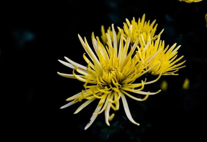 晚秋时节寒霜降 独有菊姿胜春光（组图）