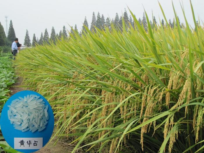 广东省农科院水稻所8个水稻品种列入全国推广面积前十名单