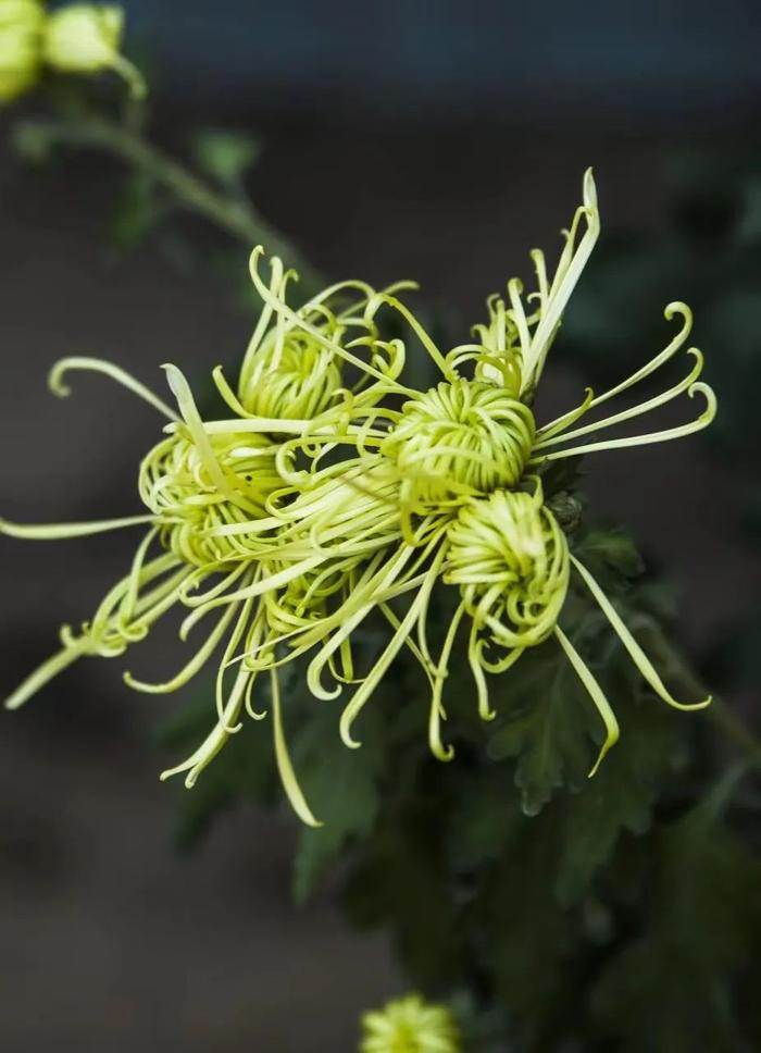 晚秋时节寒霜降 独有菊姿胜春光（组图）