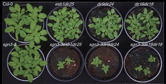 植物根水分和营养怎么不丢？中科院新发现助力未来作物和双碳