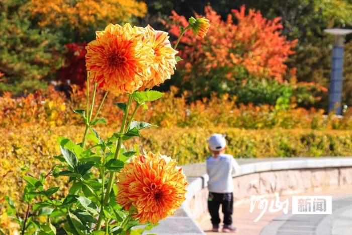 胭脂林障 翡翠山屏丨下花园：红叶璀璨若云霞