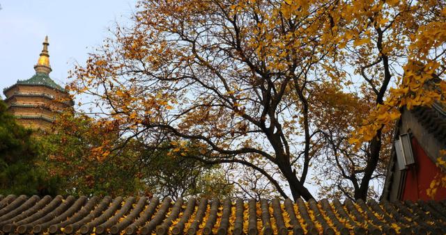 京城赏彩叶 | 有的地方你可能没听说过，但值得去！